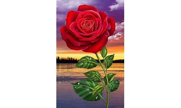 Rose Live Wallpapers for Android - Download the APK from Habererciyes